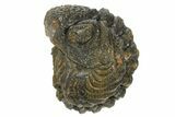 Wide Enrolled Morocops Trilobite - Morocco #323236-1